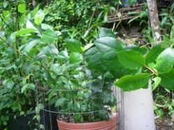 Khat Khat addiction